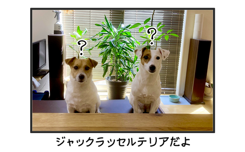 +犬おまけ